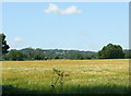 2008 : Field of barley between South Wraxall and Atworth in SN12 8NW