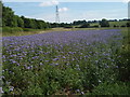 Phacelia Next To Bottom Farm in Little Gidding
