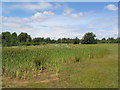 Reedmace, Holme Pierrepont Gravel Pits in NG12 2LU