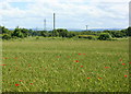2008 : Wheatfield near Ganbrook Farm in SN12 8NR