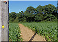 Footpath to Mill Wood near Michelham in Arlington