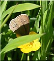 Ringlet Butterfly (Aphantophus hyperantus) in IV30 8NF