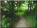 Footpath in Clapham Wood in Angmering & Findon Ward