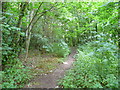 Footpath through the woods in CV35 7QW