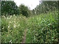 Overgrown footpath near the River Avon in SP5 3QQ