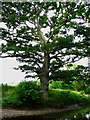 Fine tree by The Teign in TQ13 0NZ