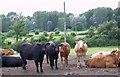 Cattle, Barford Park Farm in SP5 3QF