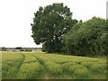 Field of barley near Fox Lane in OX1 5JF