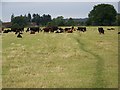 Footpath and cattle near Charlton all Saints in SP5 4HJ