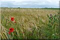 Poppies in the barley in YO7 3FA