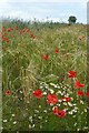 Poppies on the field edge in YO7 3FA