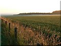 Wheat field, near Winterbourne Stoke, Wiltshire in SP3 4TY