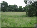 Meadow amongst trees at Yester in EH41 4JF
