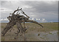 Driftwood on green beach in Duke's Ward