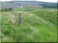 Forest edge towards Pennyvenie opencast site in KA6 7PS