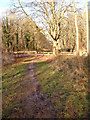 Path in Savernake Forest in SN8 3HW