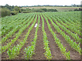 Field of young maize in HR2 8PE