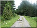 Track south of Loch Laggan in forestry in PH31 4AR