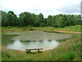 The pond at Millennium Wood in YO18 8LW