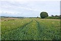 Wheat field near West Knighton in DT2 8LT
