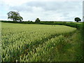 Wheat field west of Peterstow in Peterstow