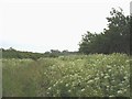 Restricted section of the Anglesey Coastal Path through the cow parsley of the Bodior Estate in Rhoscolyn Community
