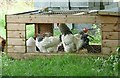 Free range chickens? in SP11 6EU