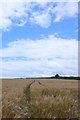Wheatfields near Admiston Farm in DT2 8SP
