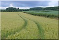 Wheat field near Tincleton in DT2 8QP