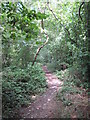 Path through the woods at the edge of Caversham Park in RG4 9QF