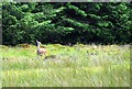 Forest clearing with red deer in FK15 9LL