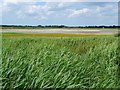 Marshes at the southern edge of Hickling Broad in NR29 5LN