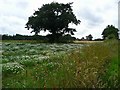 Wild flowers at Sharp Street in NR29 5AF