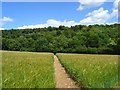 Footpath through barley approaching Crowell Wood in HP14 3TQ