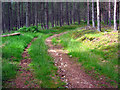 Bend in forestry road, Glen Tanar in AB34 5PH