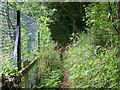 Overgrown footpath near Wadwick in SP11 6EU
