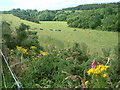 Cows resting in a field by the Burn of Tynet in AB56 5BP