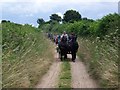 Carriage driving near Badbury Rings in BH21 5DB