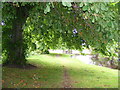 Under the Horse Chestnut Tree in Forres