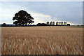 Ripening Barley with Oak and Poplars in Draycott & Risley Ward
