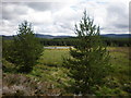 Forest Clearing with Loch Ruairidh Showing in IV2 6YP
