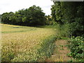Wheat field by Warmscombe Lane, near Bix Bottom in RG9 6BN