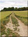 Track through wheat near Middle Assendon in RG9 6BN