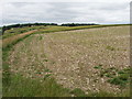Maize seedlings near Coxlease Farm in RG9 6JJ