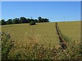 Footpath through wheat, Brightwalton in RG20 7BY
