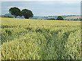 Wheat field near Merryhill Farm in HR2 9RU