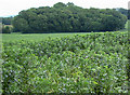 Field of broad beans in HR2 7GE