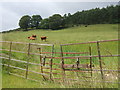 Cattle by Strathlunach in AB33 8PE