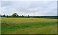 Wheat field near Hill Farm in PE32 2LP