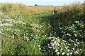 Footpath through the rape in RG20 8SD